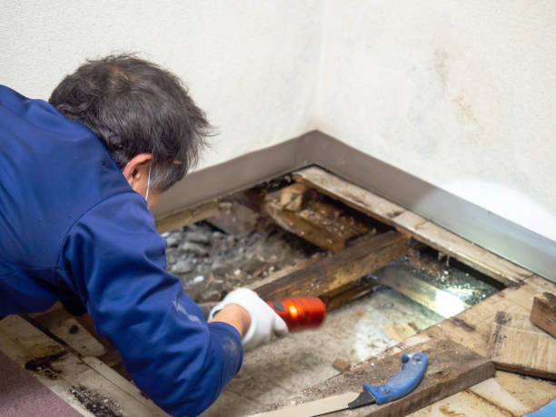 Best Preventive Mold Services in Parsons, TN