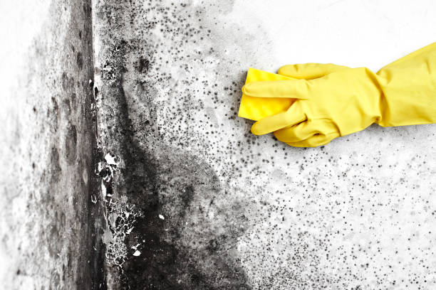 Best Residential Mold Remediation in Parsons, TN