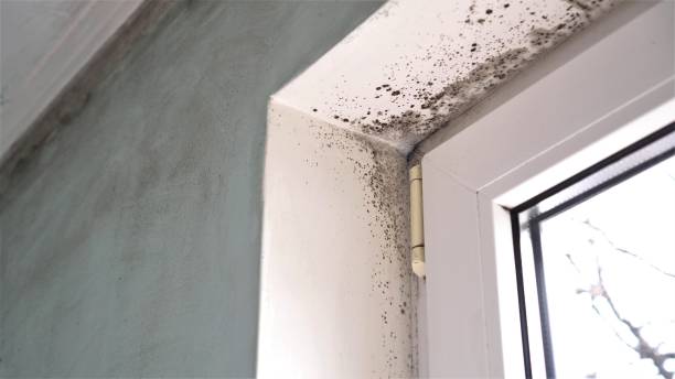 Parsons, TN Mold Remediation Company