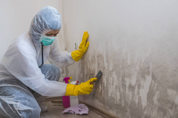 Best Attic Mold Remediation in Parsons, TN