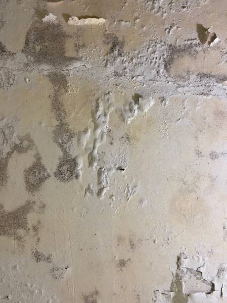 Best Basement Mold Remediation in Parsons, TN